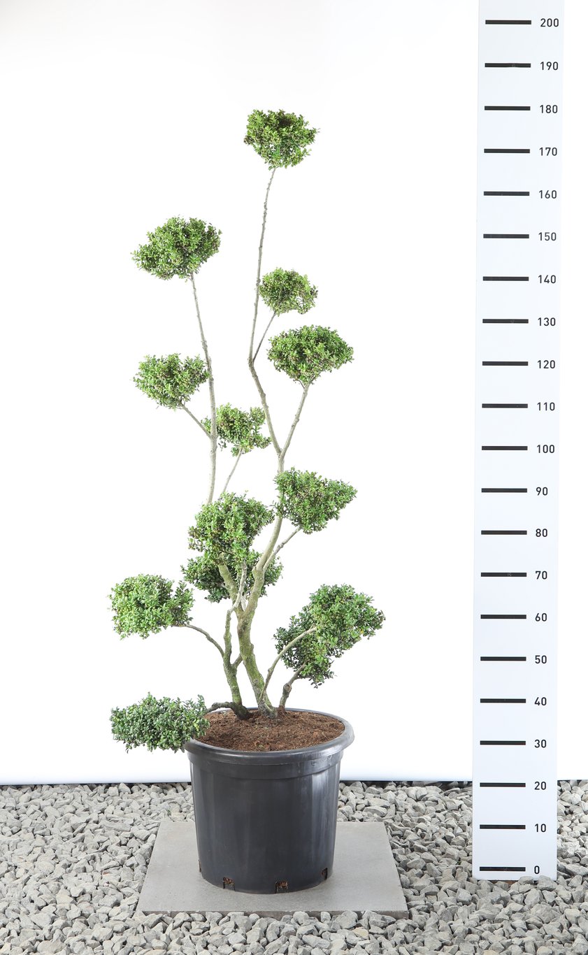 Ilex crenata 'Convexa' - 125-150 CM Multiplateau EXTRA in Cont.